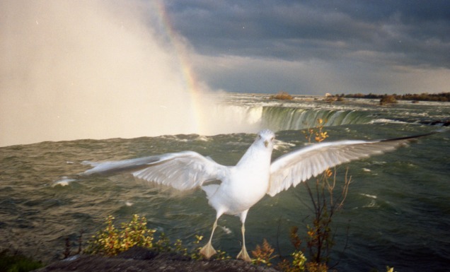 A seagull by a waterfall.